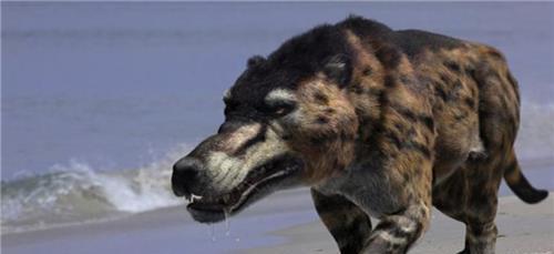 神农架发现灭绝50万年的"驴头狼",它的出现,到底在警示什么?
