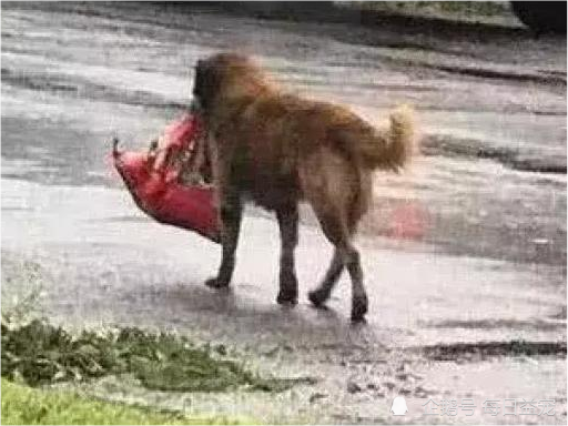 狗狗被台风刮走主人心急如焚看到它叼回来的东西后笑翻了