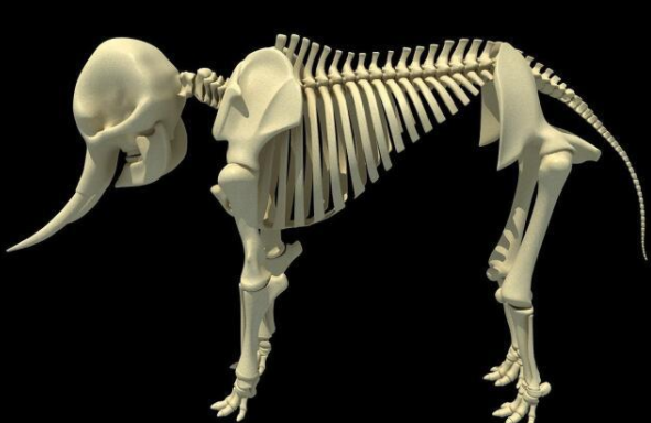 如果大象是远古生物科学家可以通过化石还原出大象的样子吗
