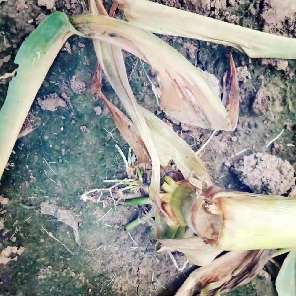 细菌性茎基腐病玉米细菌性茎基腐病一般多发生在玉米生育中期,主要