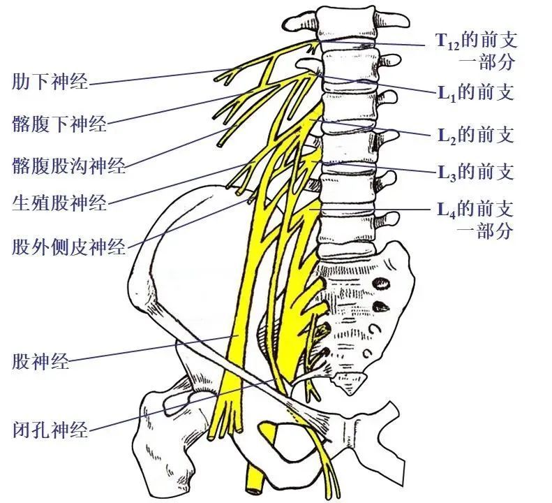 髋关节疼痛的分析诊疗与疼痛缓解(上)