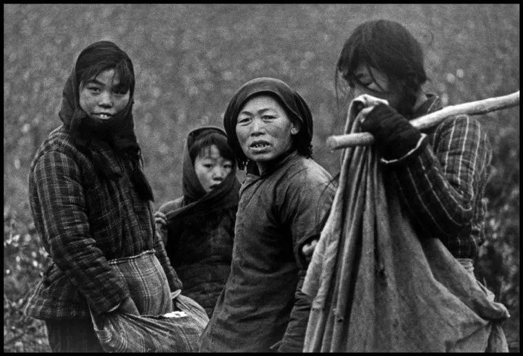 10.1964年,洛阳,龙门附近的农民在农田里收棉花.