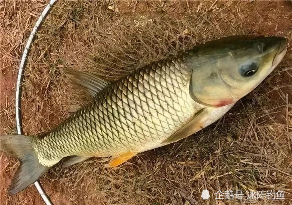 从这4点,带你了解草鱼怎么钓,学会这些上鱼嘎嘎快