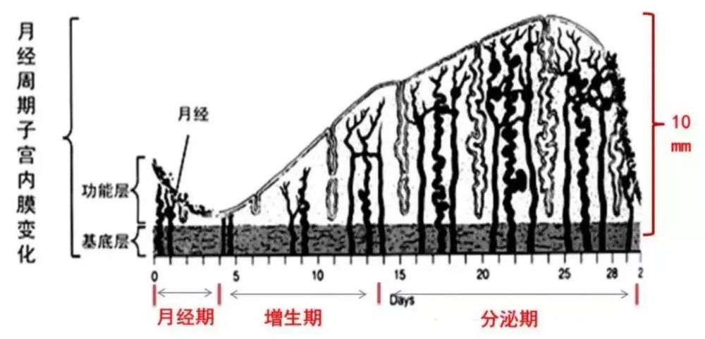 为粉红色粘膜组织,受卵巢性激素影响,发生周期变化而脱落,随着月经