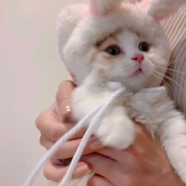 可爱头像#萌宠小猫咪