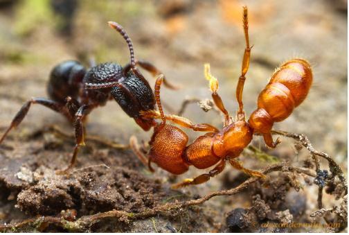 "蚂蚁"会打架吗?会,而且动不动打群架,蚂蚁你了解多少