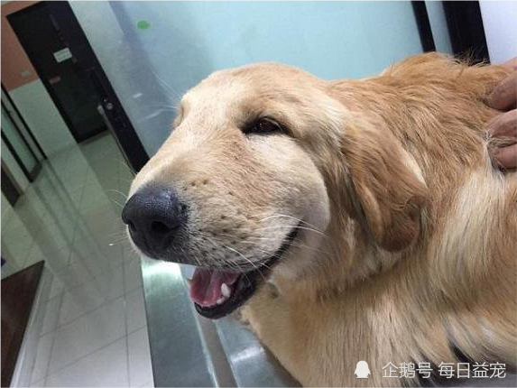 狗狗脸肿以为被蜜蜂蛰了,吃完立马呕吐,罪魁祸首竟是一根发圈
