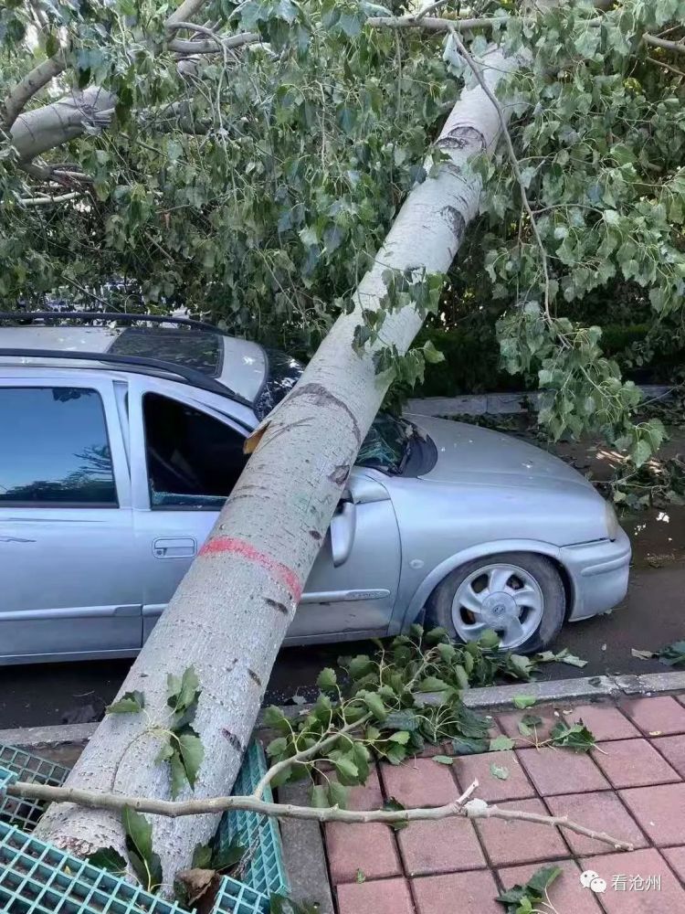 风雨肆虐树倒砸车谁来担责