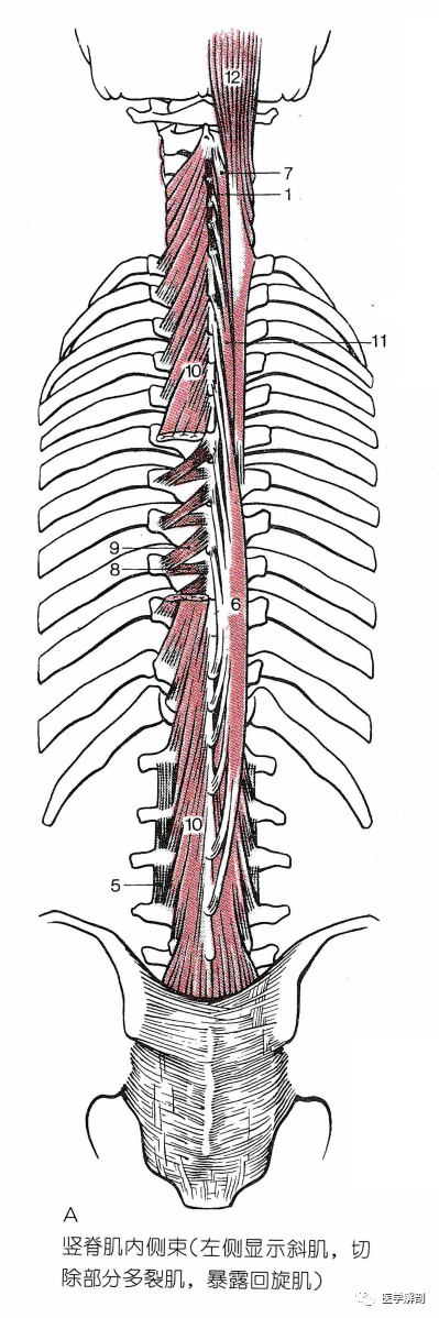 棘间肌(interspinales)位于颈部和腰部,呈节段性排列.