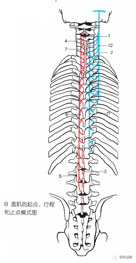 medial intertransversariilumborum)连接相邻腰椎的乳突和副突