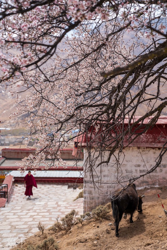 藏文字的发源地可以俯瞰整个拉萨城去看帕邦喀山寺桃花开