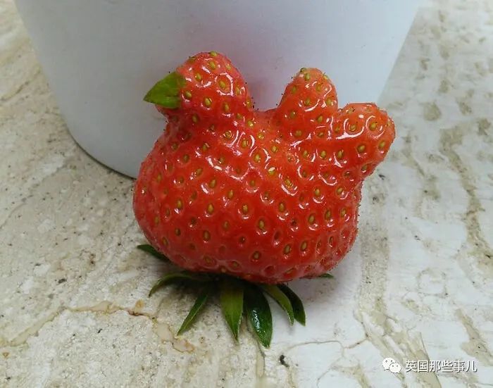 小鸡草莓.