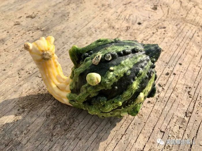 一波画风跑偏的蔬菜瓜果,一个个感觉都成精了!