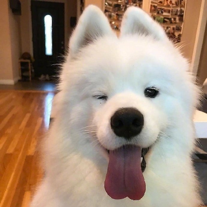 来自小动物们的wink,要开心哦!