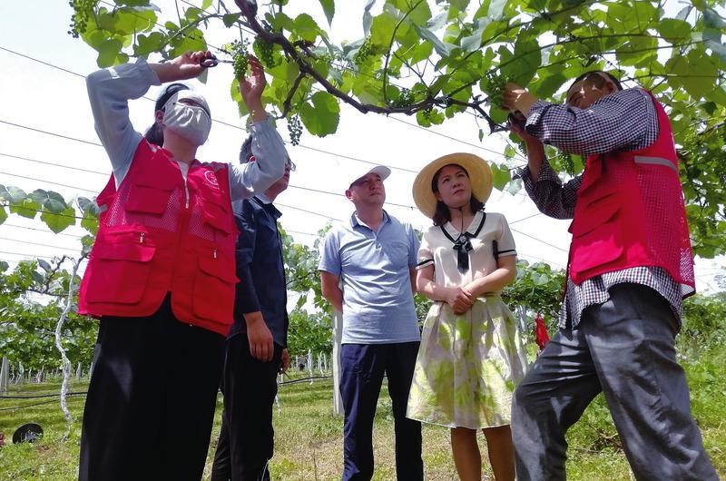 "7月初,在眉县齐镇党家寨村的樱桃园里,36岁的张春正在给种植户手把手