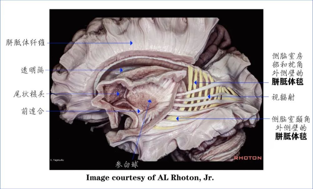 学习笔记|大脑深部解剖之解剖层次篇