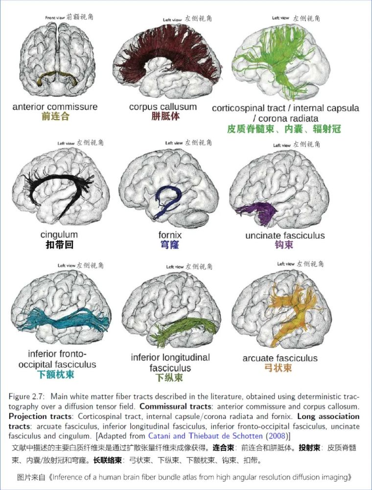 以脑室为起点,大脑皮层为终点,逐层理解大脑白质纤维之间的层次关系