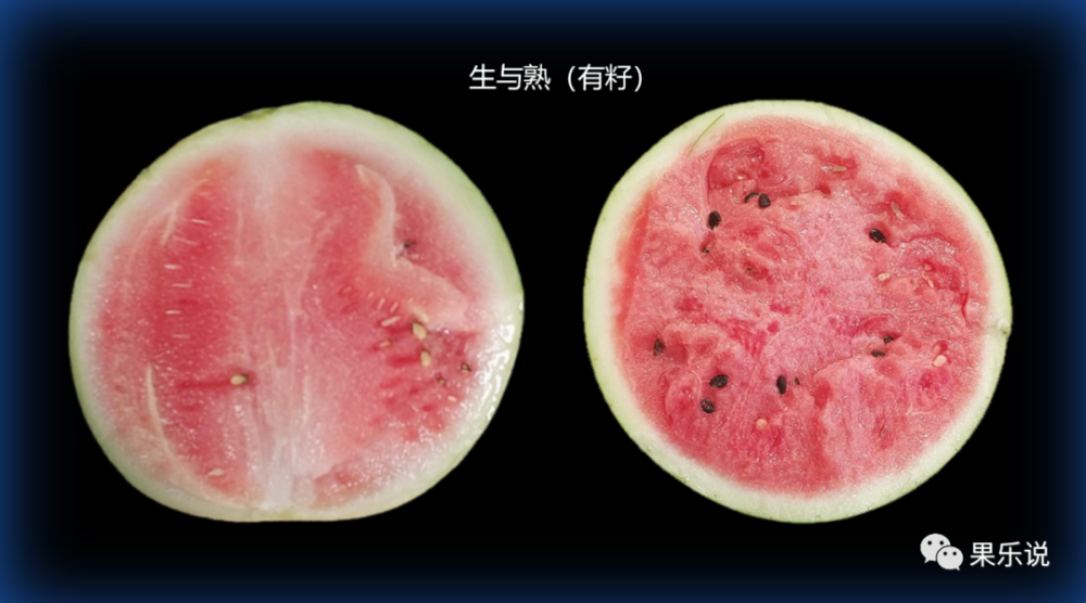 常见西瓜类(六:熟化与过熟