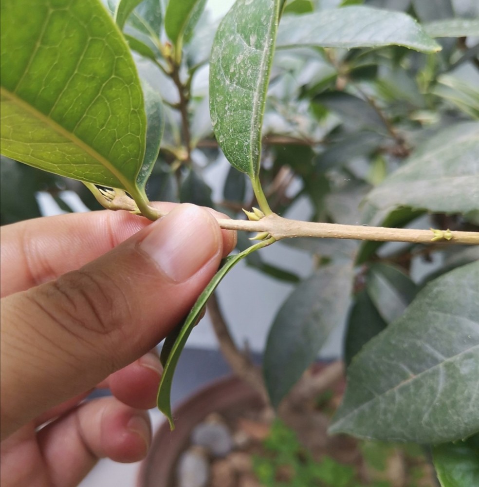 8月养桂花,给它补上1种肥,开花繁多,花香浓郁