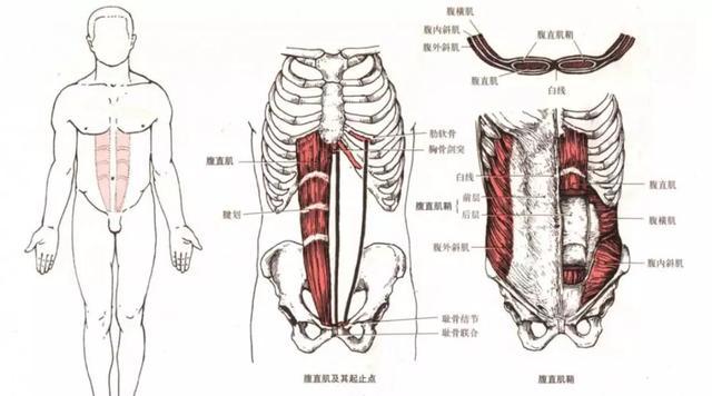 大肚皮变6块腹肌,就这么练!