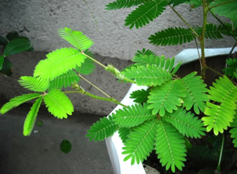 平凡的野花含羞草,室内盆栽满足4点,枝叶繁茂,美翻天