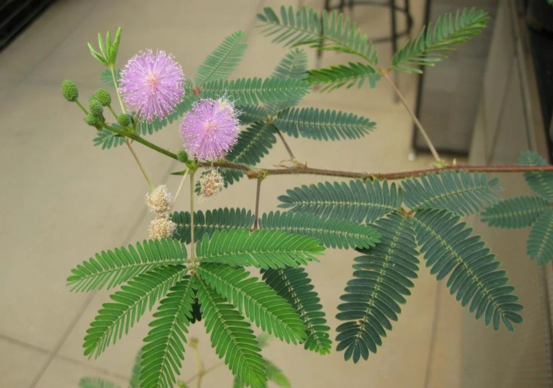 平凡的野花含羞草,室内盆栽满足4点,枝叶繁茂,美翻天