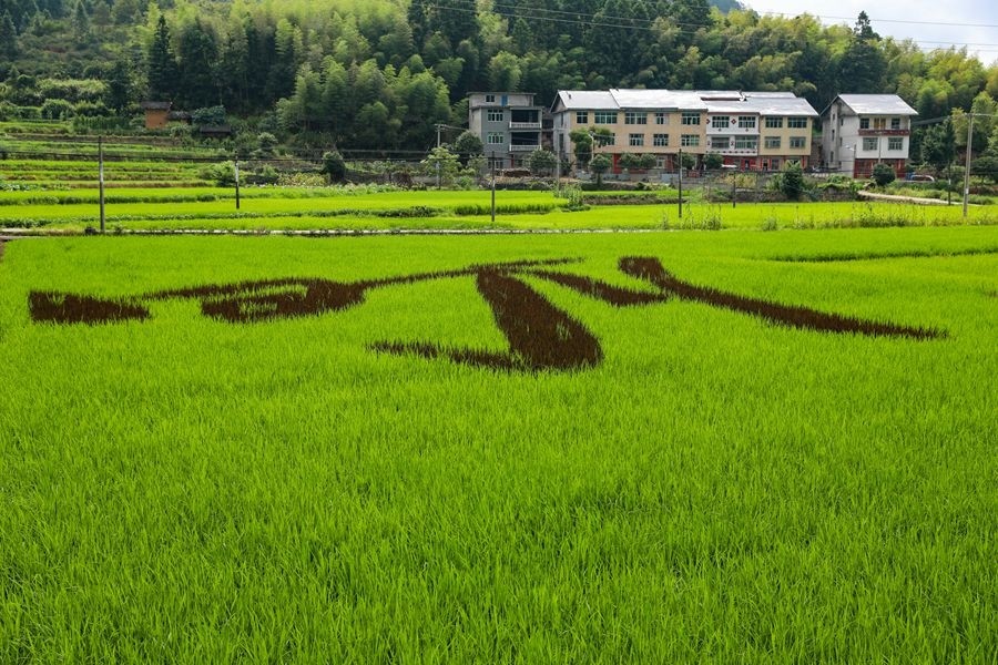 近期,位于福建省三明市宁化县河龙乡的"稻田彩绘"进入观赏期,呈现出