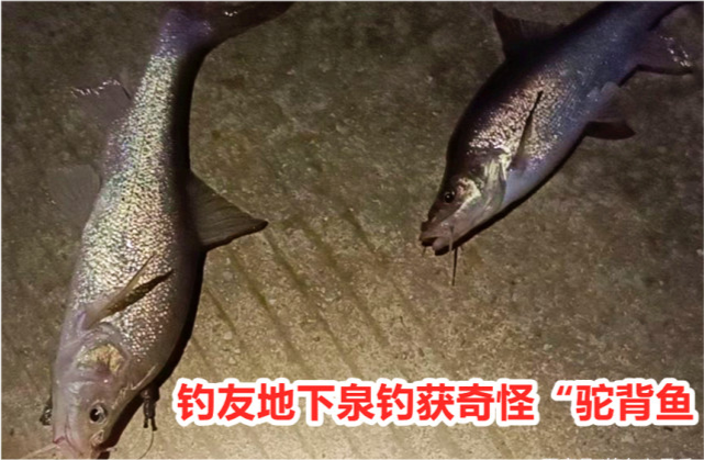 广西钓友钓获数条奇怪的驼背鱼,网友:二级保护鱼类!尽快放流