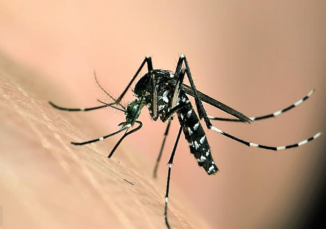 毒性排名前三的蚊子,第三名是传播登革热病毒的携带者|白纹伊蚊|按蚊