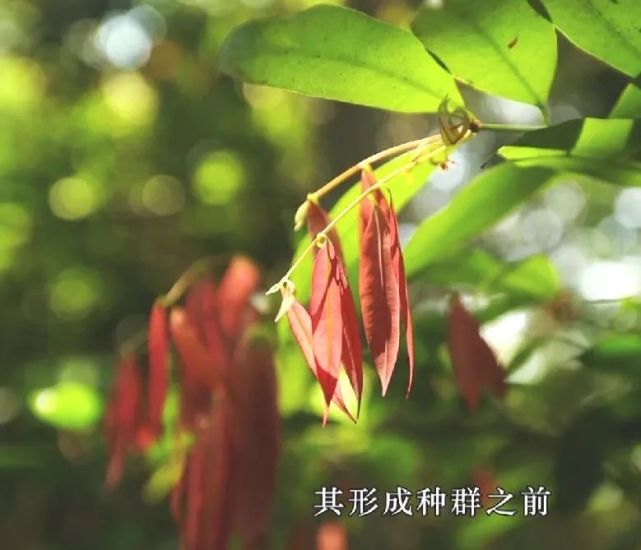 cop1561最临沧丨铁力木的守护