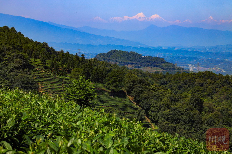 雅安名山生态茶园与贡嘎同框好美