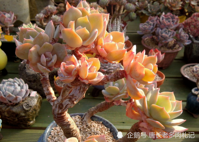 多肉白凤特别耐热,纯露养都能顺利度夏,还能培养成漂亮的悬崖桩