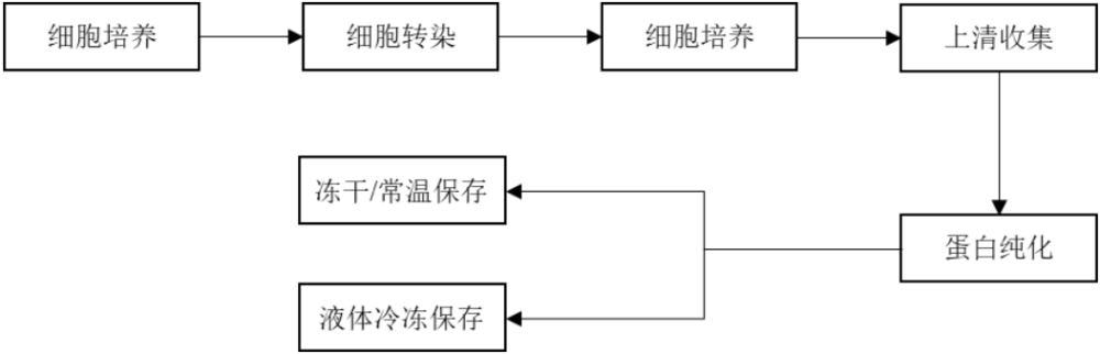 部分重组蛋白生产使用人源工程细胞 hek293 细胞进行,工艺流程图如下