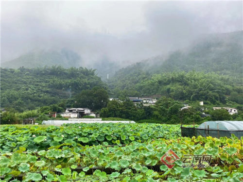 凤窝村:多元化乡村休闲旅游新地|凤窝村|新地|峨山彝族自治县|玉溪