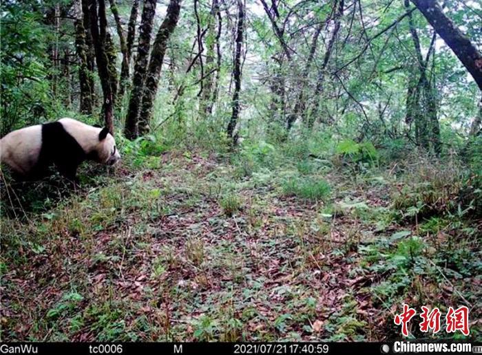 四川平武全国首个以监测野生大熊猫为主的生物多样性监测系统成功部署