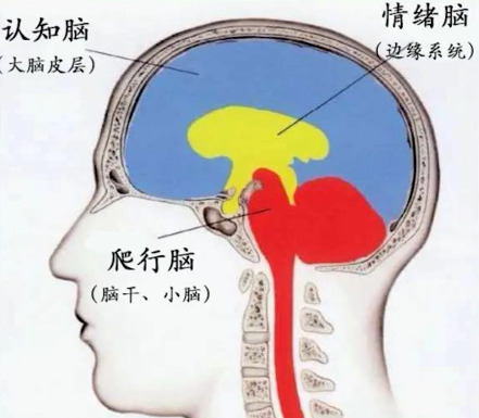 他依据人类进化的原理提出了"三脑理论,并有趣地把这些脑组织比喻为