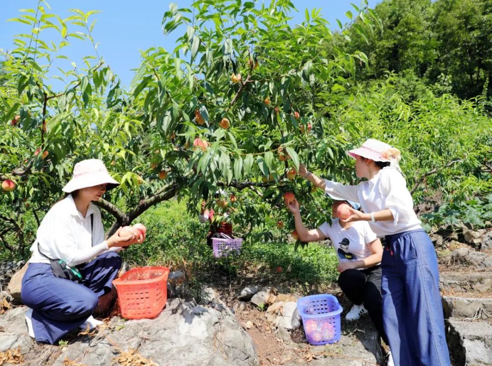 宜昌这个地方的桃园又火了!采摘者络绎不接,火爆夏天!