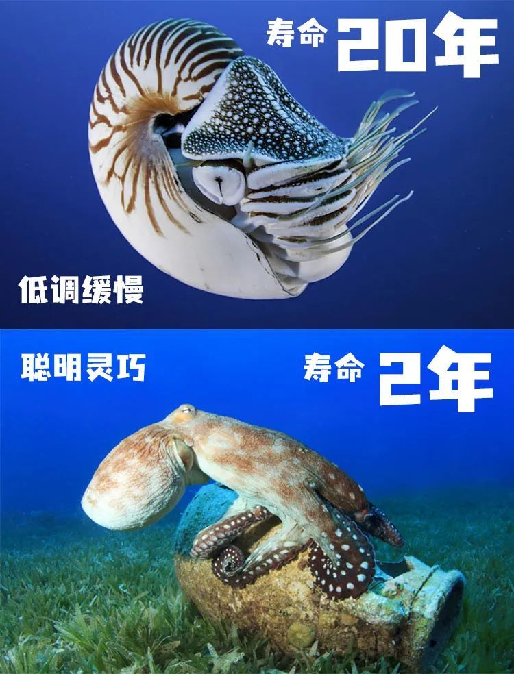 鹦鹉螺:弯比直好,小比大好