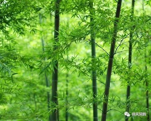 宁可食无肉不可居无竹古诗词里的竹子韵味悠长翰墨飘香