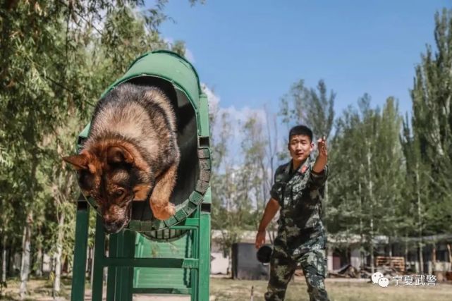 又萌又酷,警犬的训练日常