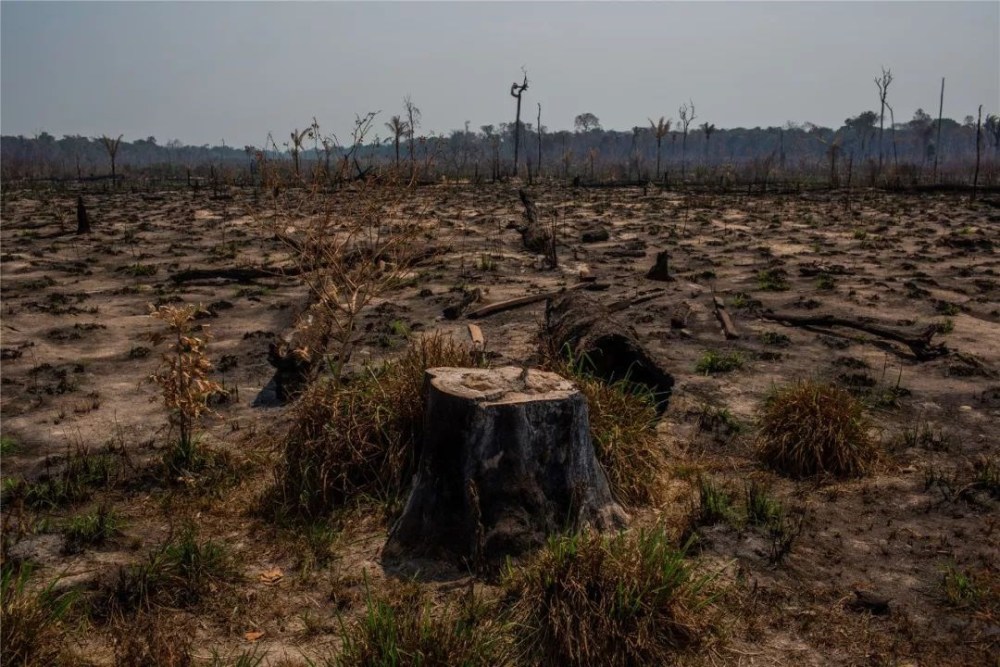 中国努力让沙漠变森林,巴西雨林砍伐增加67%,罕见高温