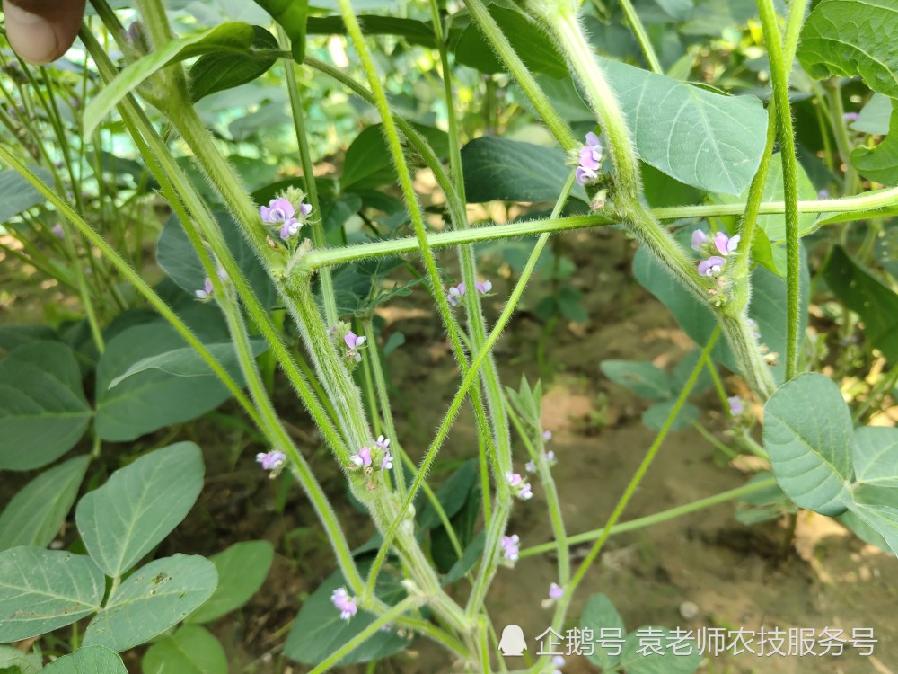 大豆在这个时期喷施控旺剂,结荚多籽粒饱产量高