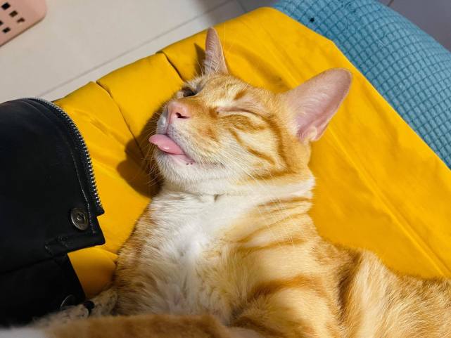 橘猫尾巴被砸成"闪电",被收养又遭遗弃,流浪3年终于有了家