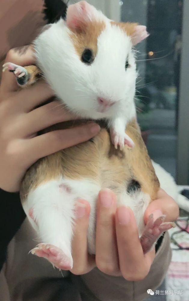 荷兰猪有病毒吗荷兰猪疾病会传染给人么第242期