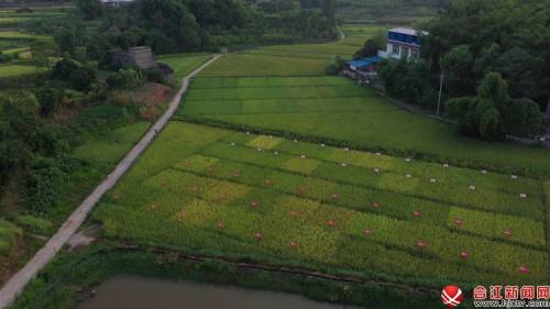 早上不到六点,合江县大桥镇黄包山村的石板井水稻种植基地已经热闹了