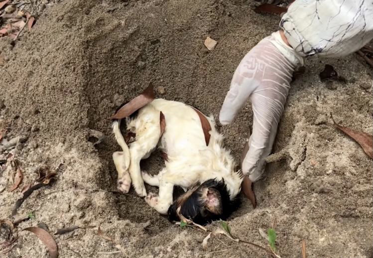 梦见小狗身上的刺被拔掉，解读梦境中的深层寓意