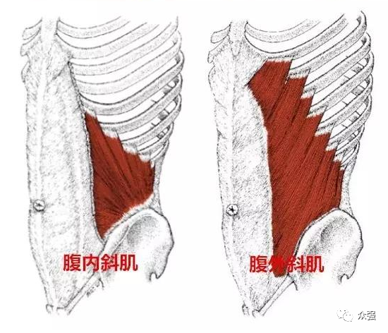 以下这张图是腹斜肌的解剖图,它交叉位于我们腹部两侧,其主要功能时