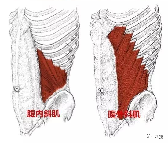 保护躯干过度旋转以及伸展,首先我们来看看腹内外斜肌的生理解剖以及