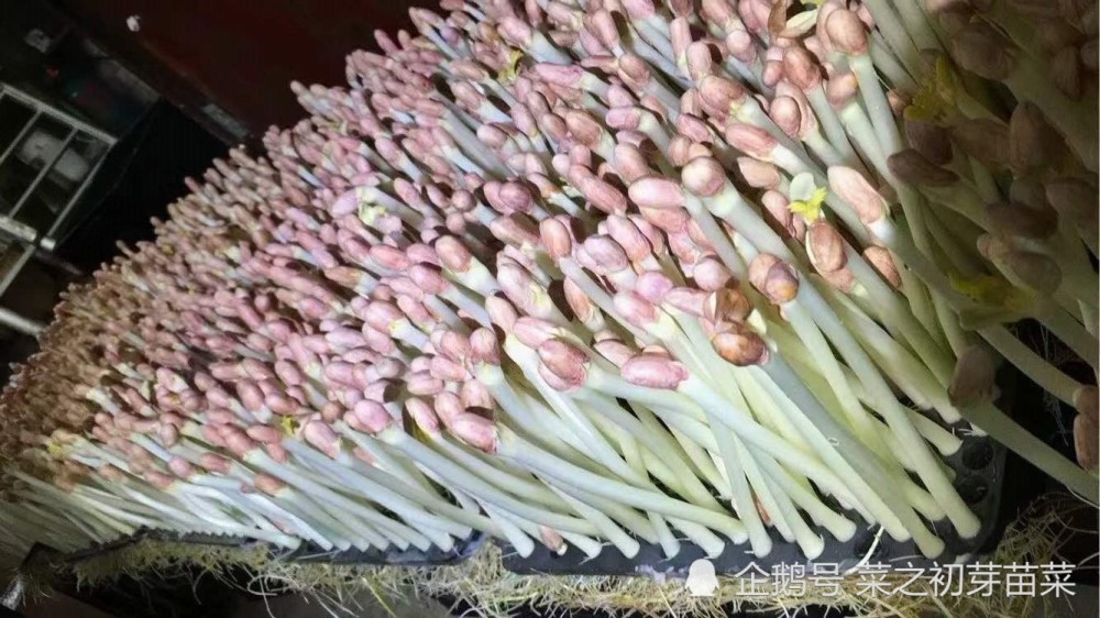 花生芽的种植重点有哪些?