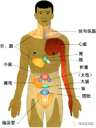 牵涉痛部位正面观